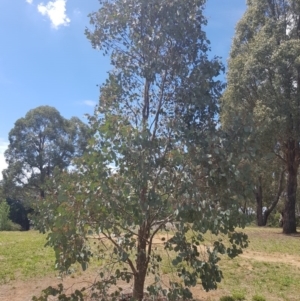 Eucalyptus polyanthemos at Griffith Woodland (GRW) - 16 Dec 2017