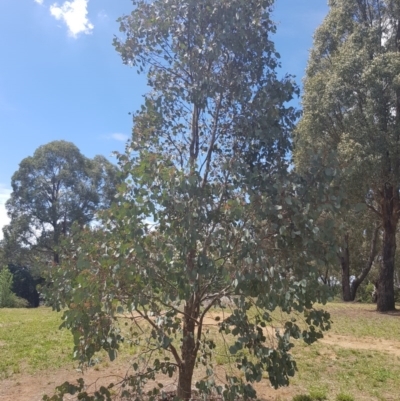 Eucalyptus polyanthemos (Red Box) at Griffith Woodland - 16 Dec 2017 by ianandlibby1