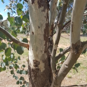 Eucalyptus polyanthemos at Griffith, ACT - 16 Dec 2017