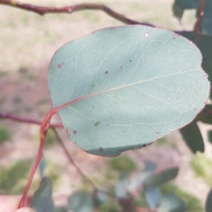 Eucalyptus polyanthemos at Griffith Woodland (GRW) - 16 Dec 2017