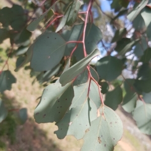 Eucalyptus polyanthemos at Griffith Woodland (GRW) - 16 Dec 2017 02:56 PM