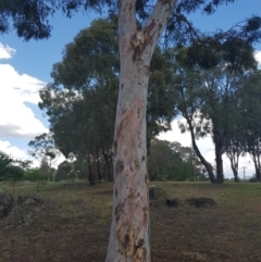 Eucalyptus mannifera (Brittle Gum) at Griffith, ACT - 4 Jan 2018 by ianandlibby1