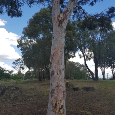 Eucalyptus mannifera (Brittle Gum) at Griffith, ACT - 5 Jan 2018 by ianandlibby1