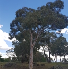 Eucalyptus mannifera at Griffith, ACT - 5 Jan 2018