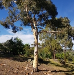Eucalyptus mannifera at Griffith, ACT - 5 Jan 2018