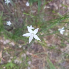 Wahlenbergia sp. (Bluebell) at Griffith Woodland - 17 Dec 2017 by ianandlibby1