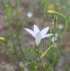 Wahlenbergia sp. at Griffith, ACT - 17 Dec 2017