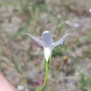 Wahlenbergia sp. at Griffith, ACT - 17 Dec 2017