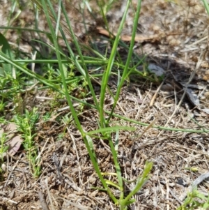 Wahlenbergia sp. at Griffith, ACT - 17 Dec 2017