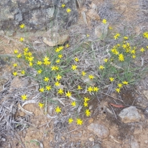 Tricoryne elatior at Griffith, ACT - 17 Dec 2017