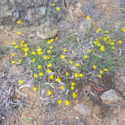 Tricoryne elatior (Yellow Rush Lily) at Griffith, ACT - 17 Dec 2017 by ianandlibby1