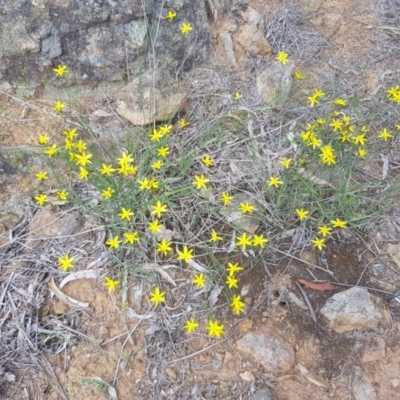 Tricoryne elatior (Yellow Rush Lily) at Griffith Woodland - 17 Dec 2017 by ianandlibby1