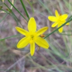 Tricoryne elatior at Griffith, ACT - 17 Dec 2017