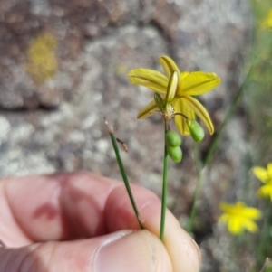 Tricoryne elatior at Griffith, ACT - 17 Dec 2017