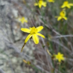 Tricoryne elatior at Griffith, ACT - 17 Dec 2017