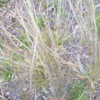 Austrostipa scabra subsp. falcata (Rough Spear-grass) at Griffith Woodland - 16 Dec 2017 by ianandlibby1