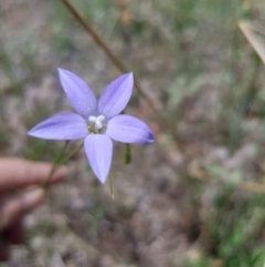 Wahlenbergia sp. (Bluebell) at Griffith, ACT - 17 Dec 2017 by ianandlibby1