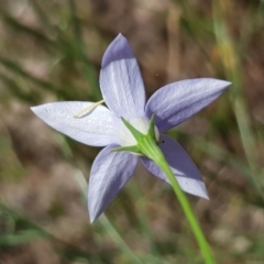 Wahlenbergia sp. at Griffith, ACT - 17 Dec 2017