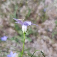 Wahlenbergia sp. at Griffith, ACT - 17 Dec 2017