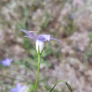 Wahlenbergia sp. at Griffith, ACT - 17 Dec 2017