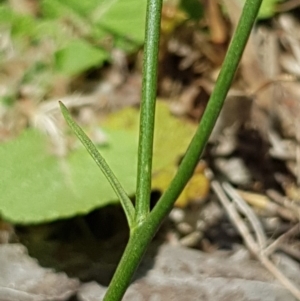 Wahlenbergia sp. at Griffith, ACT - 17 Dec 2017