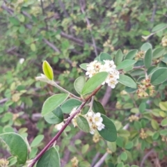 Cotoneaster pannosus (Cotoneaster) at Griffith Woodland - 16 Dec 2017 by ianandlibby1