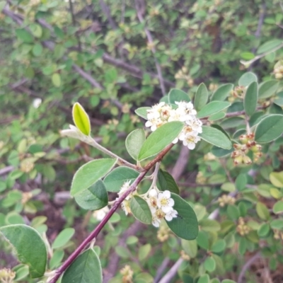 Cotoneaster pannosus (Cotoneaster) at Griffith, ACT - 16 Dec 2017 by ianandlibby1