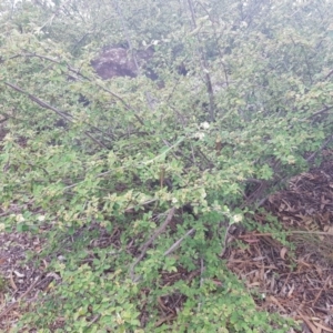 Cotoneaster pannosus at Griffith, ACT - 16 Dec 2017 02:46 PM