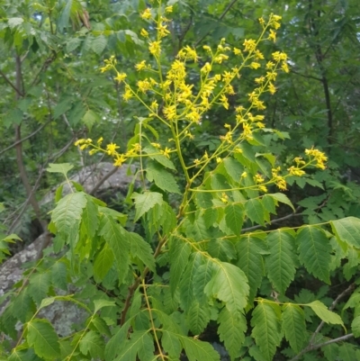 Koelreuteria paniculata (Golden Rain Tree) at Griffith Woodland - 16 Dec 2017 by ianandlibby1