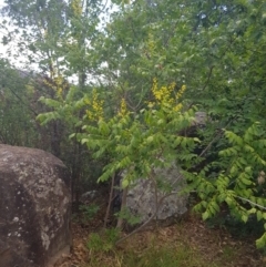 Koelreuteria paniculata at Griffith, ACT - 16 Dec 2017