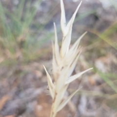 Rytidosperma sp. (Wallaby Grass) at Griffith Woodland - 16 Dec 2017 by ianandlibby1