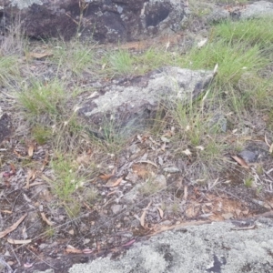 Rytidosperma sp. at Griffith, ACT - 16 Dec 2017 02:45 PM