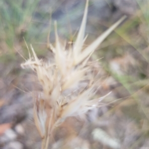 Rytidosperma sp. at Griffith, ACT - 16 Dec 2017 02:45 PM