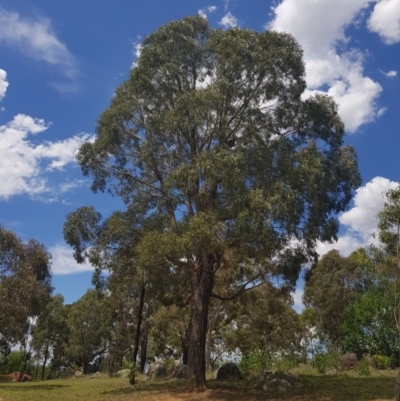 Eucalyptus bridgesiana (Apple Box) at Griffith, ACT - 11 Feb 2018 by ianandlibby1