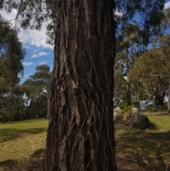Eucalyptus bridgesiana at Griffith Woodland (GRW) - 11 Feb 2018