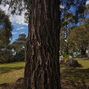 Eucalyptus bridgesiana at Griffith, ACT - 11 Feb 2018
