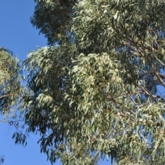 Eucalyptus bridgesiana at Griffith, ACT - 11 Feb 2018