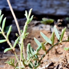 Swainsona sericea (Silky Swainson-Pea) at Bolaro, NSW - 30 Nov 2017 by DavidMcKay