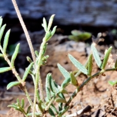 Swainsona sericea (Silky swainson-pea) at Bolaro, NSW - 30 Nov 2017 by DavidMcKay