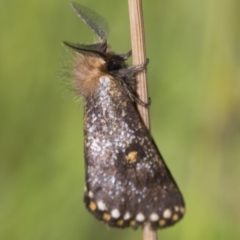 Epicoma contristis (Yellow-spotted Epicoma Moth) at Acton, ACT - 17 Dec 2017 by JudithRoach