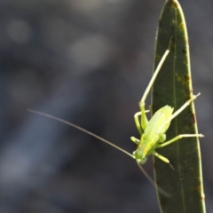 Caedicia simplex (Common Garden Katydid) at Acton, ACT - 17 Dec 2017 by JudithRoach