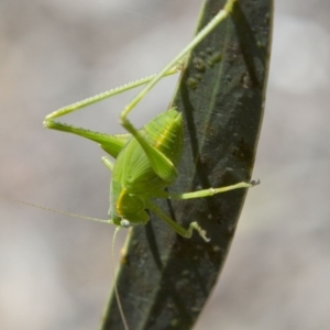 Caedicia simplex at Acton, ACT - 17 Dec 2017