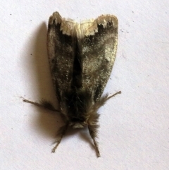 Euproctis marginalis (Margined Browntail Moth) at O'Connor, ACT - 16 Dec 2017 by ibaird