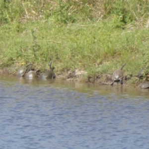 Chelodina longicollis at Via Macgregor, NSW - 17 Dec 2017