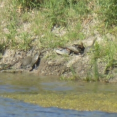 Chelodina longicollis at Via Macgregor, NSW - 17 Dec 2017