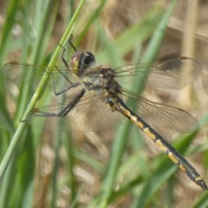 Hemicordulia tau at Dunlop, ACT - 17 Dec 2017