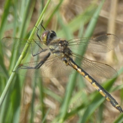 Hemicordulia tau (Tau Emerald) at Dunlop, ACT - 17 Dec 2017 by Christine