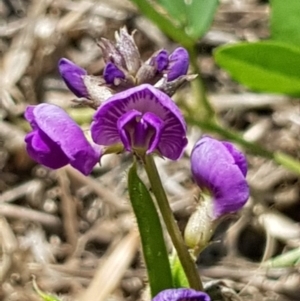 Glycine tabacina at Griffith, ACT - 17 Dec 2017 02:29 PM