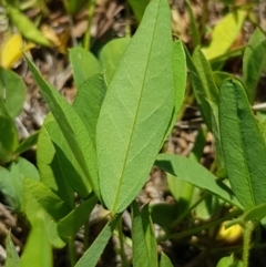 Glycine tabacina at Griffith, ACT - 17 Dec 2017 02:29 PM