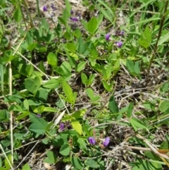 Glycine tabacina at Griffith, ACT - 17 Dec 2017